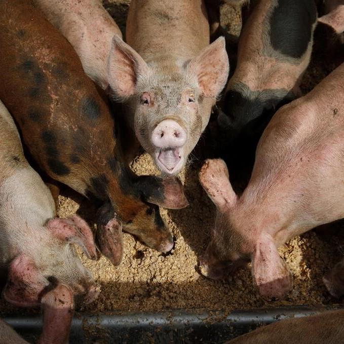 EPA considers tougher regulation of livestock farm pollution